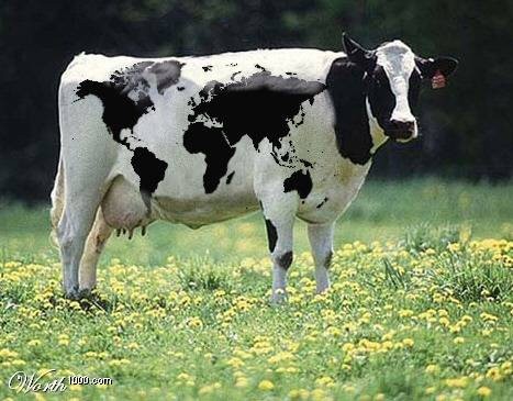A vaca e o mapa mundi