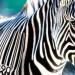 A zebra e o código de barras